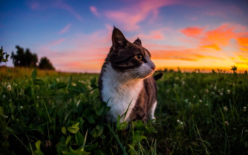 Tabby Cat in Field — Green