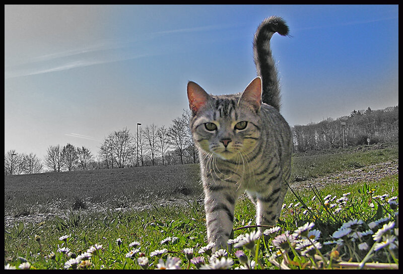 Tabby Cat in Field
