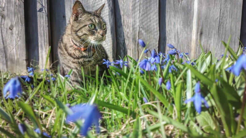 Tabby Cat in Flowers — Blue