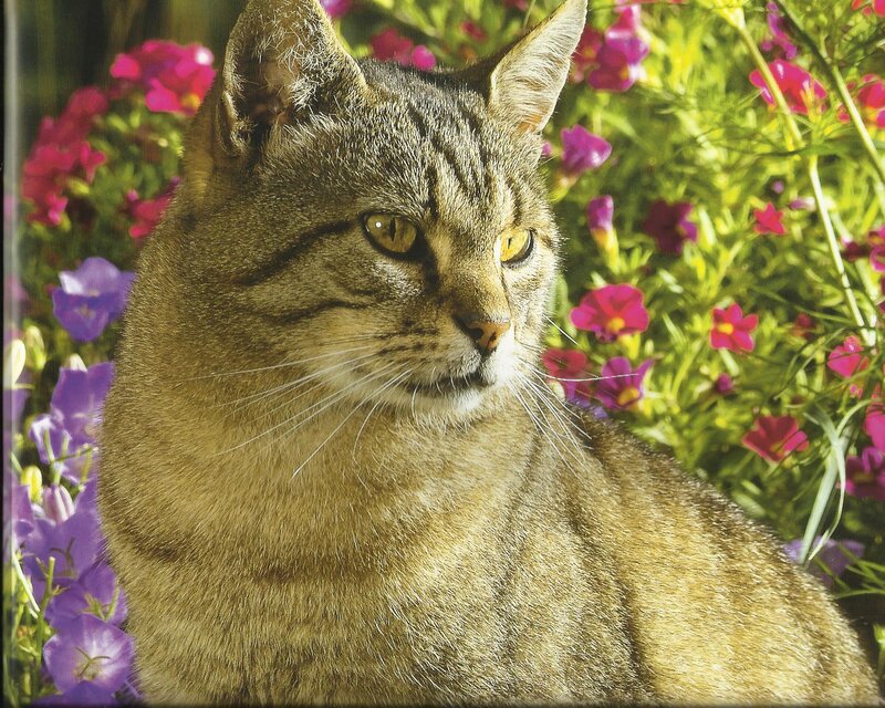 Tabby Cat in Flowers — Brown, Calm, Afternoon