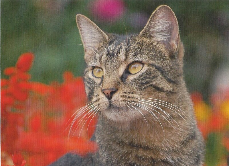 Tabby Cat in Flowers — Brown, Calm, Photograph