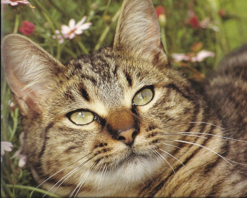 Tabby Cat in Flowers — Brown, Calm, Spring