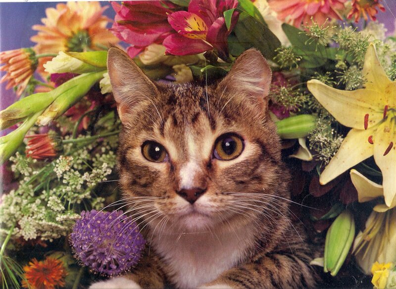 Tabby Cat in Flowers — Brown, Calm