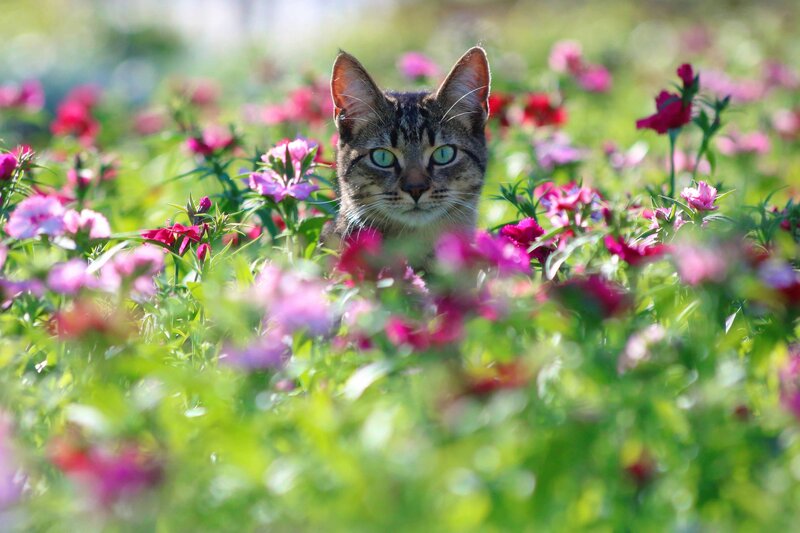 Tabby Cat in Flowers — Green, Calm, Afternoon