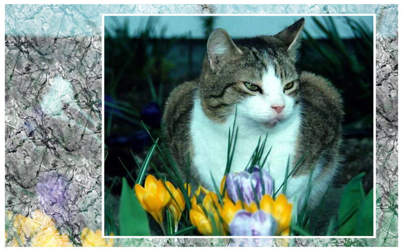 Tabby Cat in Flowers — Green, Calm, Spring, Photograph