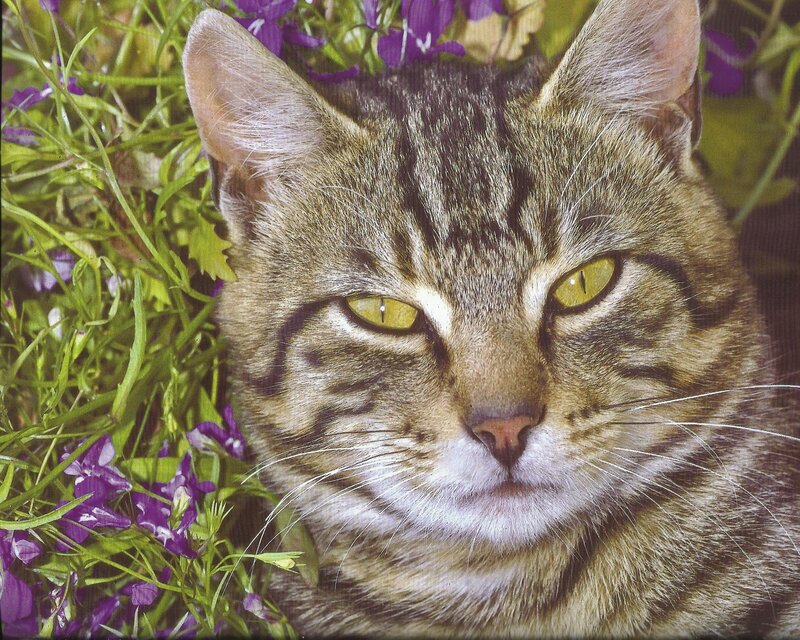 Tabby Cat in Flowers — Green, Calm, Spring