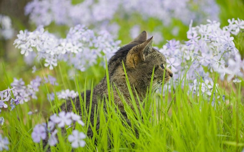 Tabby Cat in Flowers — Green, Serene, Spring, Photograph