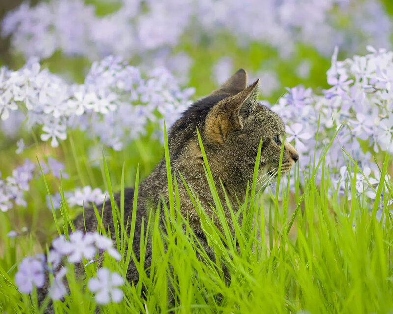 Tabby Cat in Flowers — Green, Serene, Spring