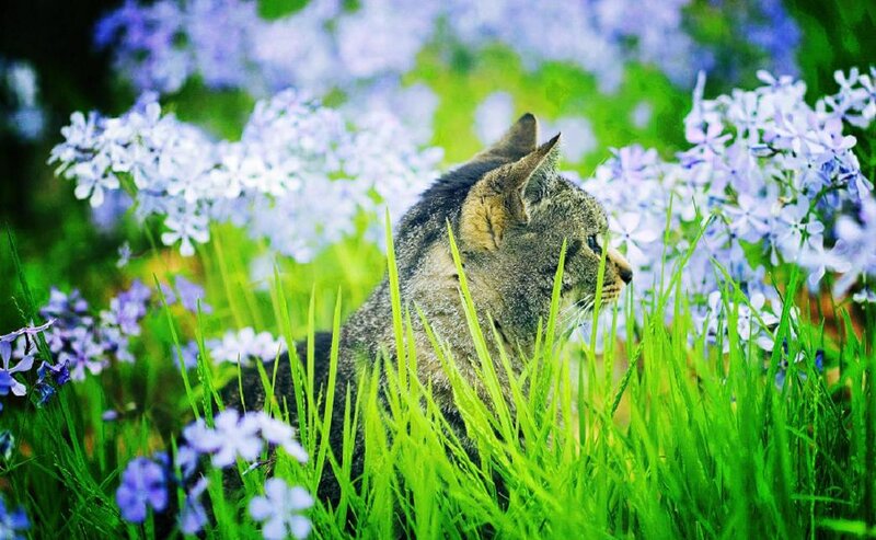 Tabby Cat in Flowers — Green