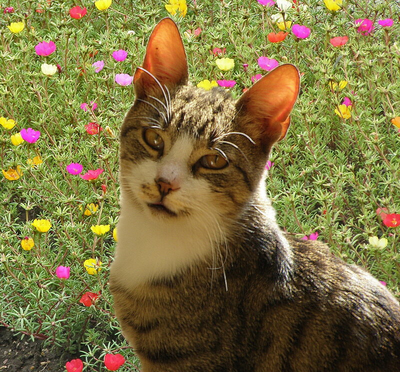 Tabby Cat in Flowers