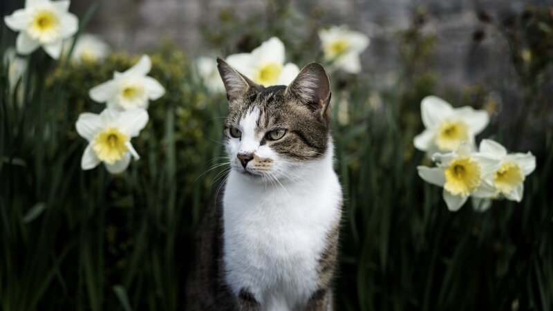 Tabby Cat in Flowers — White, Calm