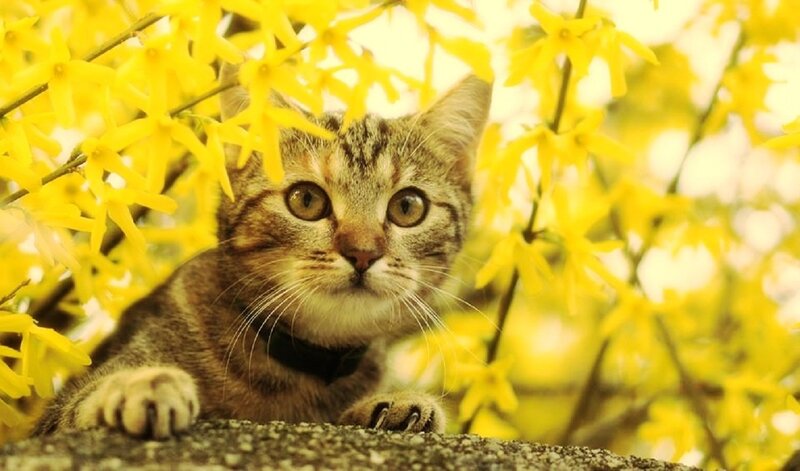 Tabby Cat in Flowers — Yellow, Calm