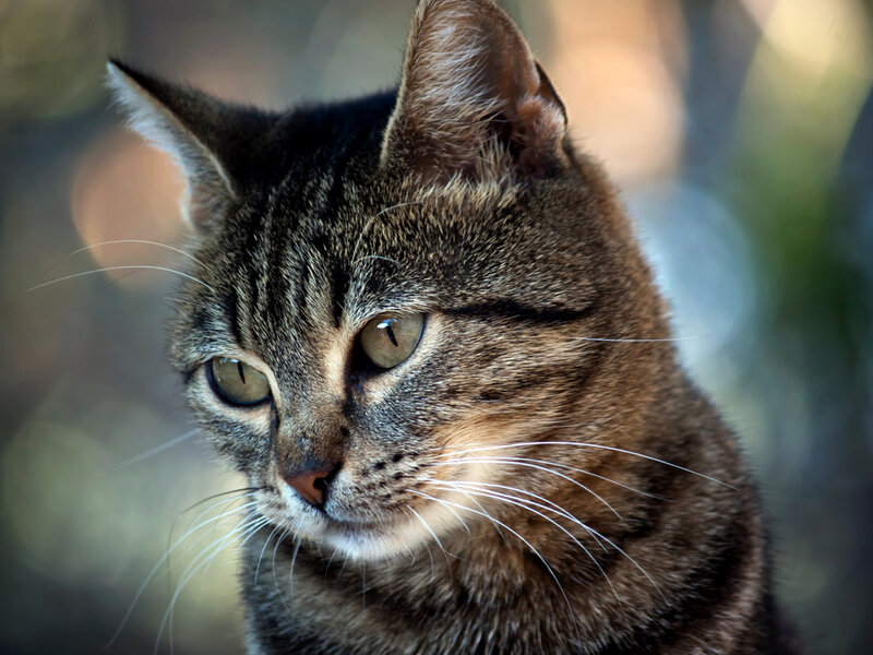 Tabby Cat in Focus — Brown