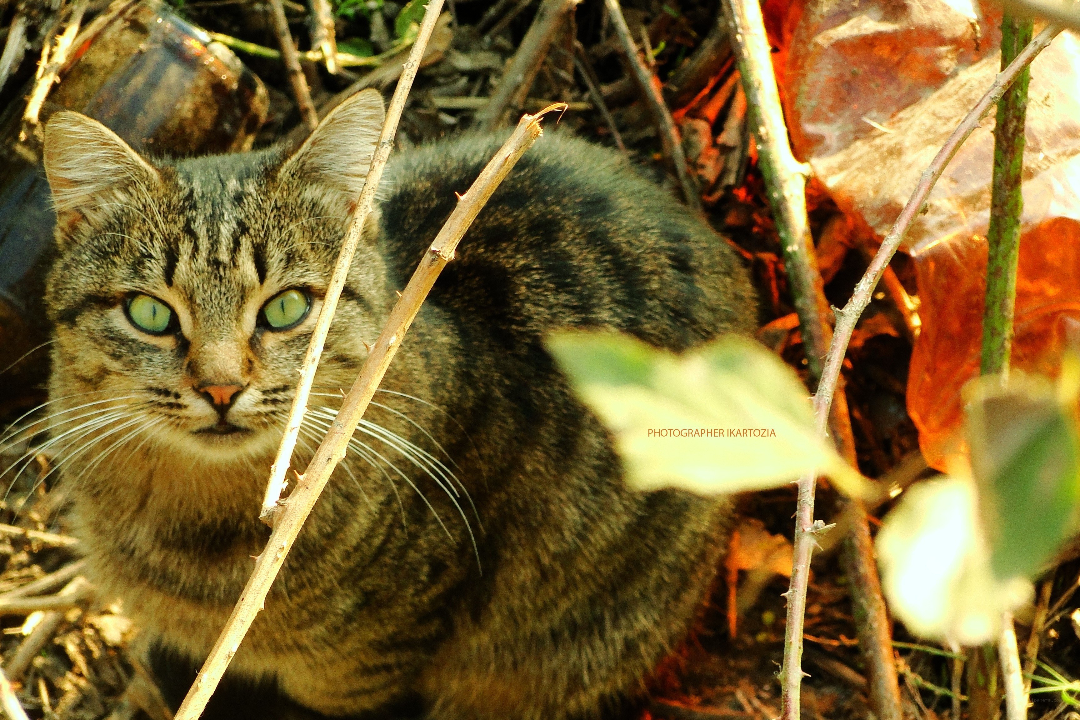 Tabby cat in foliage