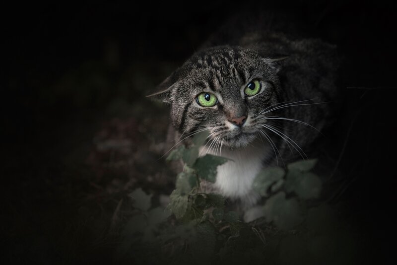 Tabby Cat in Foliage — Black