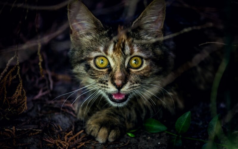Tabby Cat in Foliage — Brown, Alert, Night