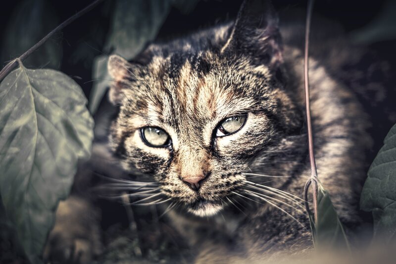 Tabby Cat in Foliage — Brown, Alert, Photograph