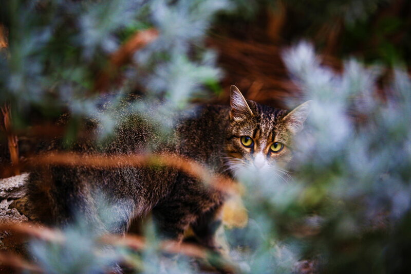 Tabby Cat in Foliage — Brown, Alert