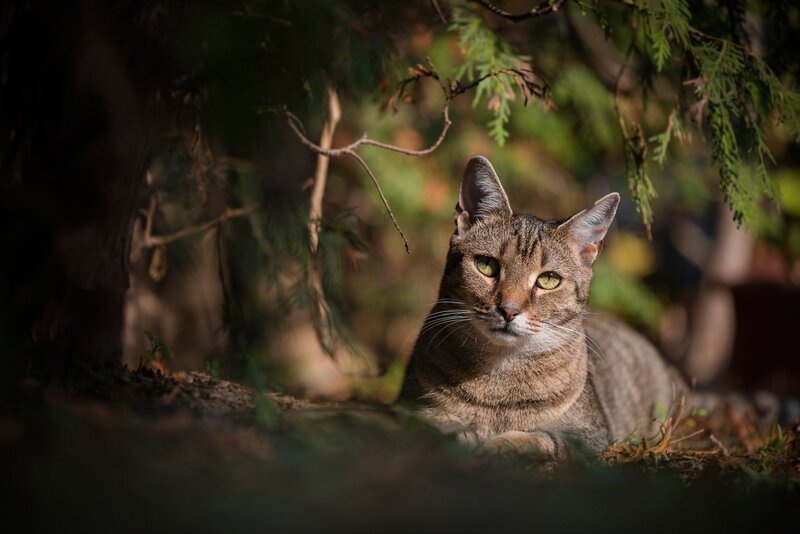 Tabby Cat in Foliage — Brown, Calm