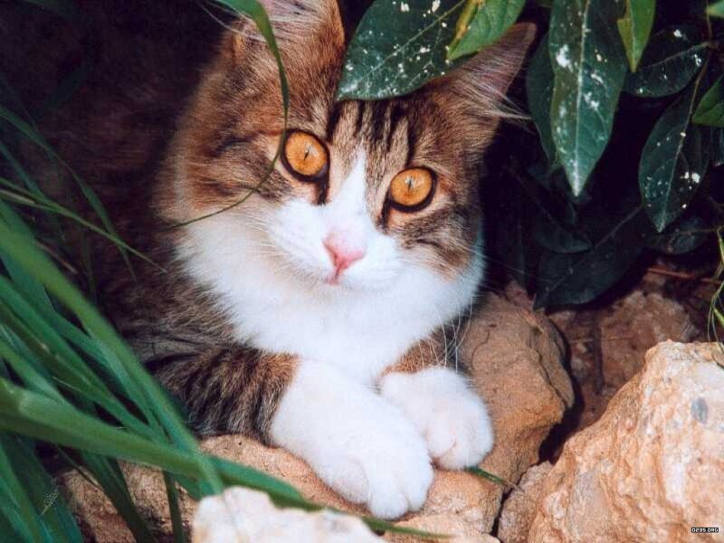 Tabby Cat in Foliage — Brown