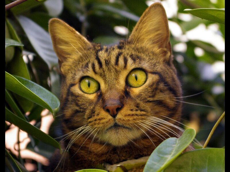Tabby Cat in Foliage — Green, Alert, Afternoon, Photograph