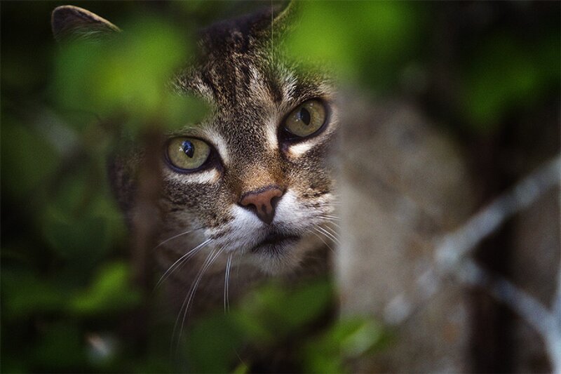 Tabby Cat in Foliage — Green, Alert, Photograph