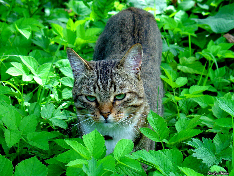 Tabby Cat in Foliage — Green, Alert