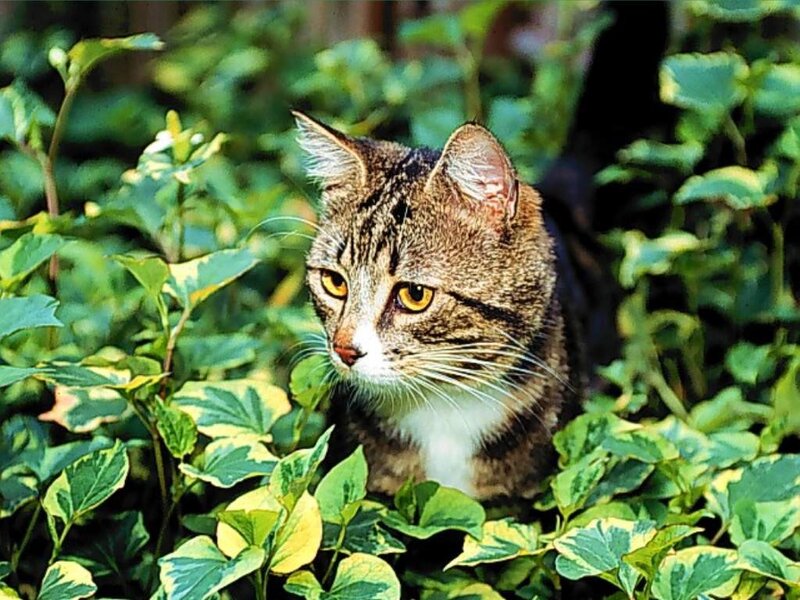 Tabby Cat in Foliage — Green, Calm, Afternoon