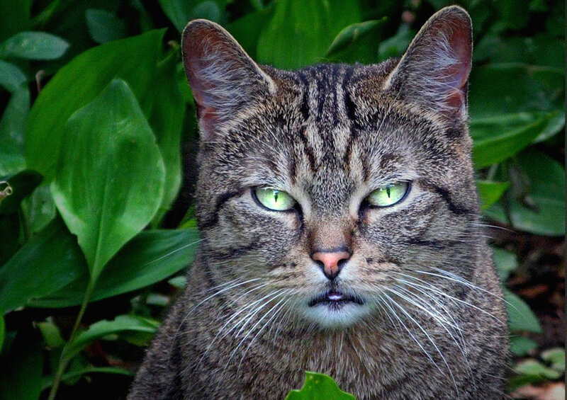 Tabby Cat in Foliage — Green, Calm
