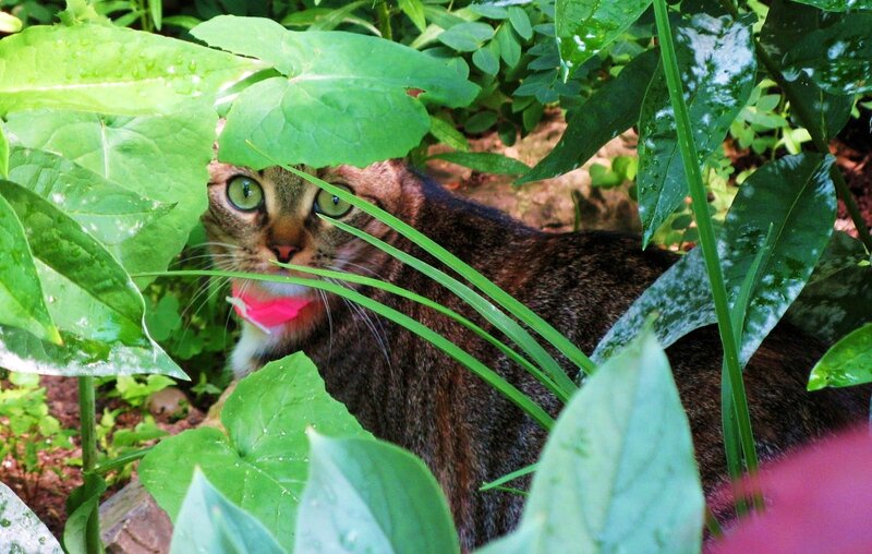 Tabby Cat in Foliage — Green, Curious