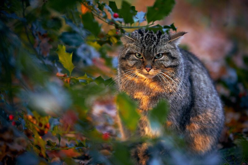 Tabby Cat in Foliage — Green, Dramatic