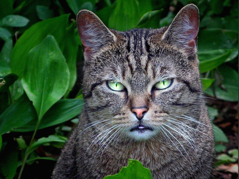 Tabby Cat in Foliage — Green