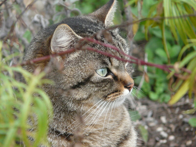 tabby cat in foliage