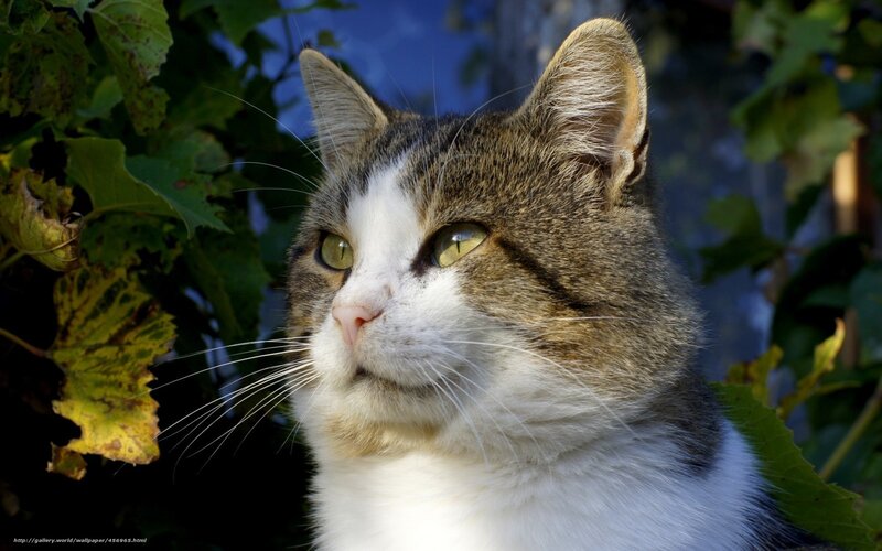 Tabby Cat in Foliage — White