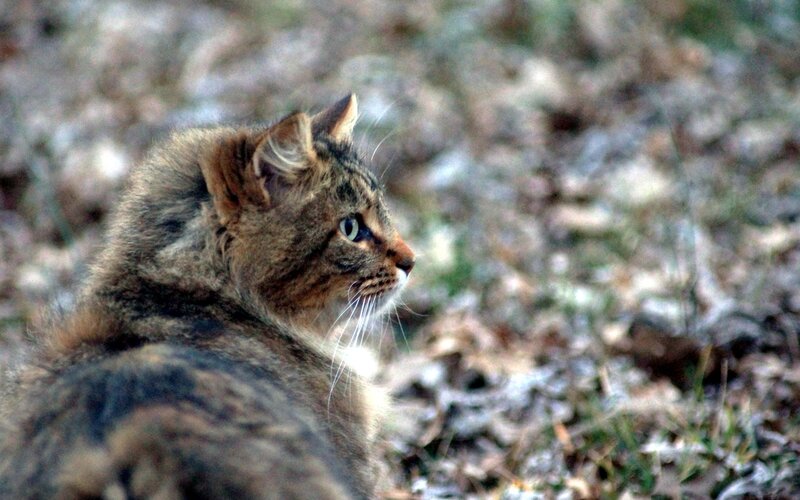 tabby cat in forest