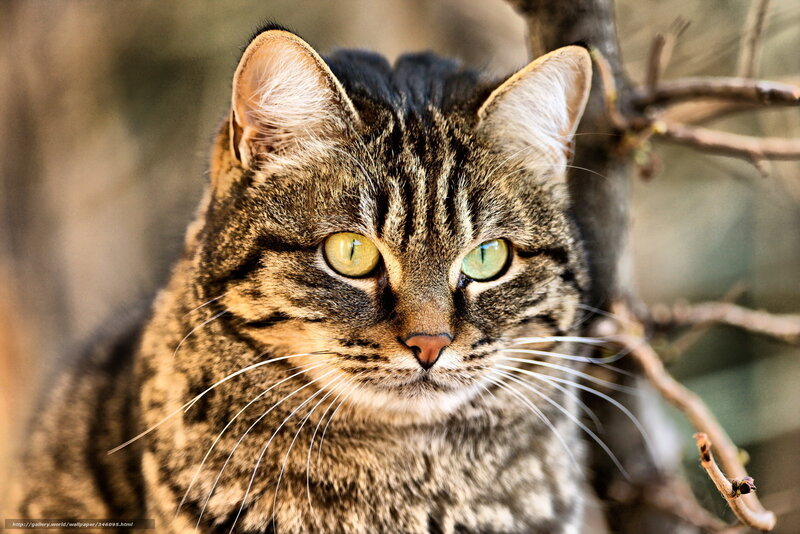 Tabby Cat in Forest — Brown, Alert, Photograph