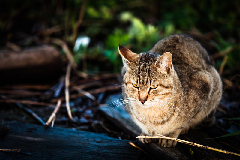 Tabby Cat in Forest — Brown, Alert