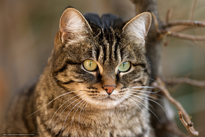 Tabby Cat in Forest — Brown, Calm