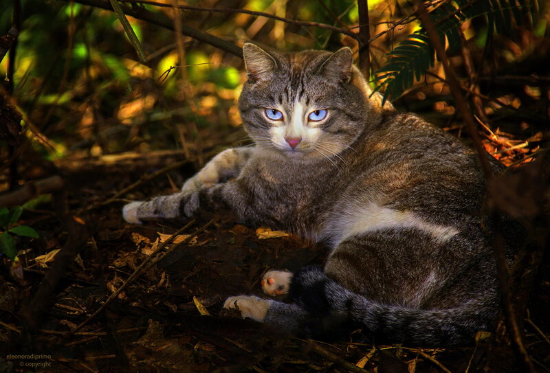 Tabby Cat in Forest — Brown, Dramatic