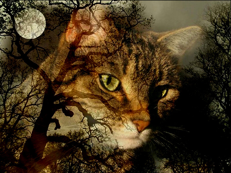 Tabby Cat in Forest — Brown, Mysterious