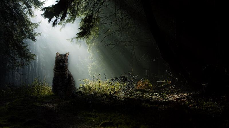 Tabby Cat in Forest — Green, Dramatic