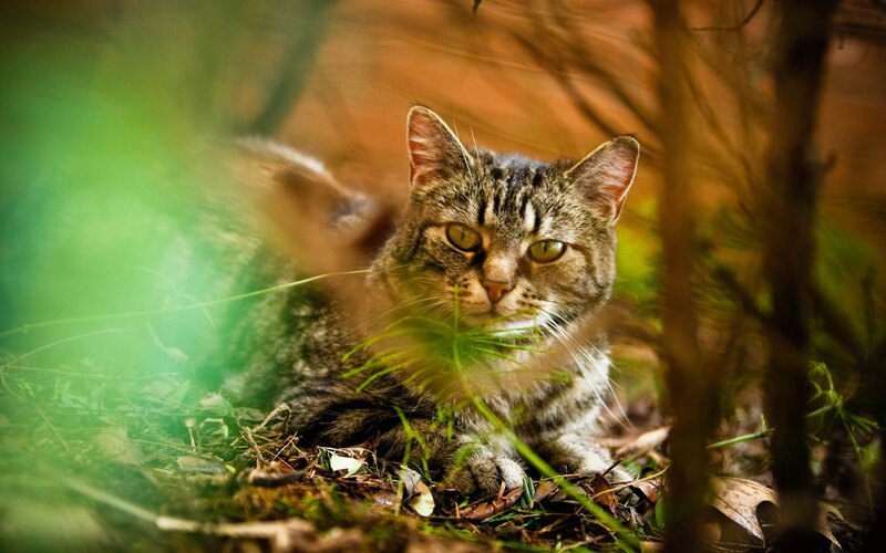 Tabby Cat in Forest — Green, Natural