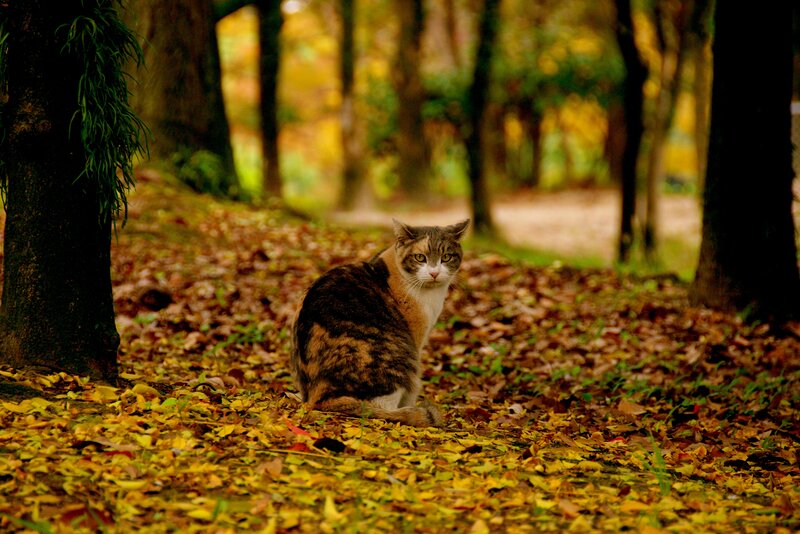 Tabby Cat in Forest — Yellow