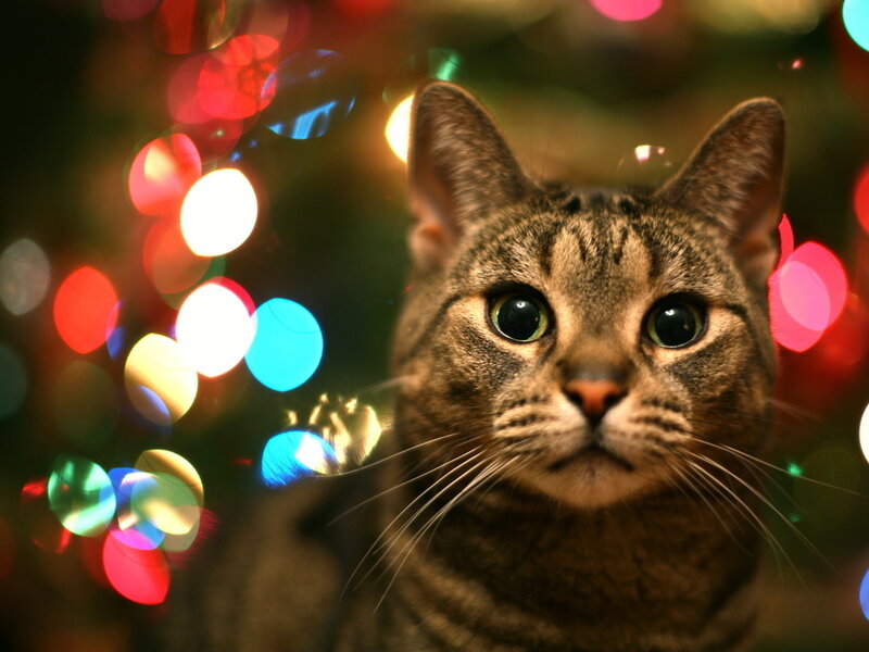 Tabby Cat in Front of Lights