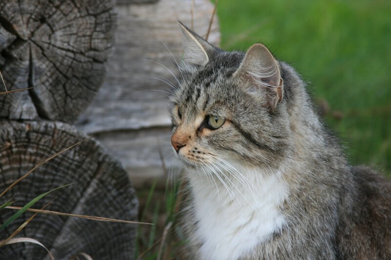 tabby cat in garden