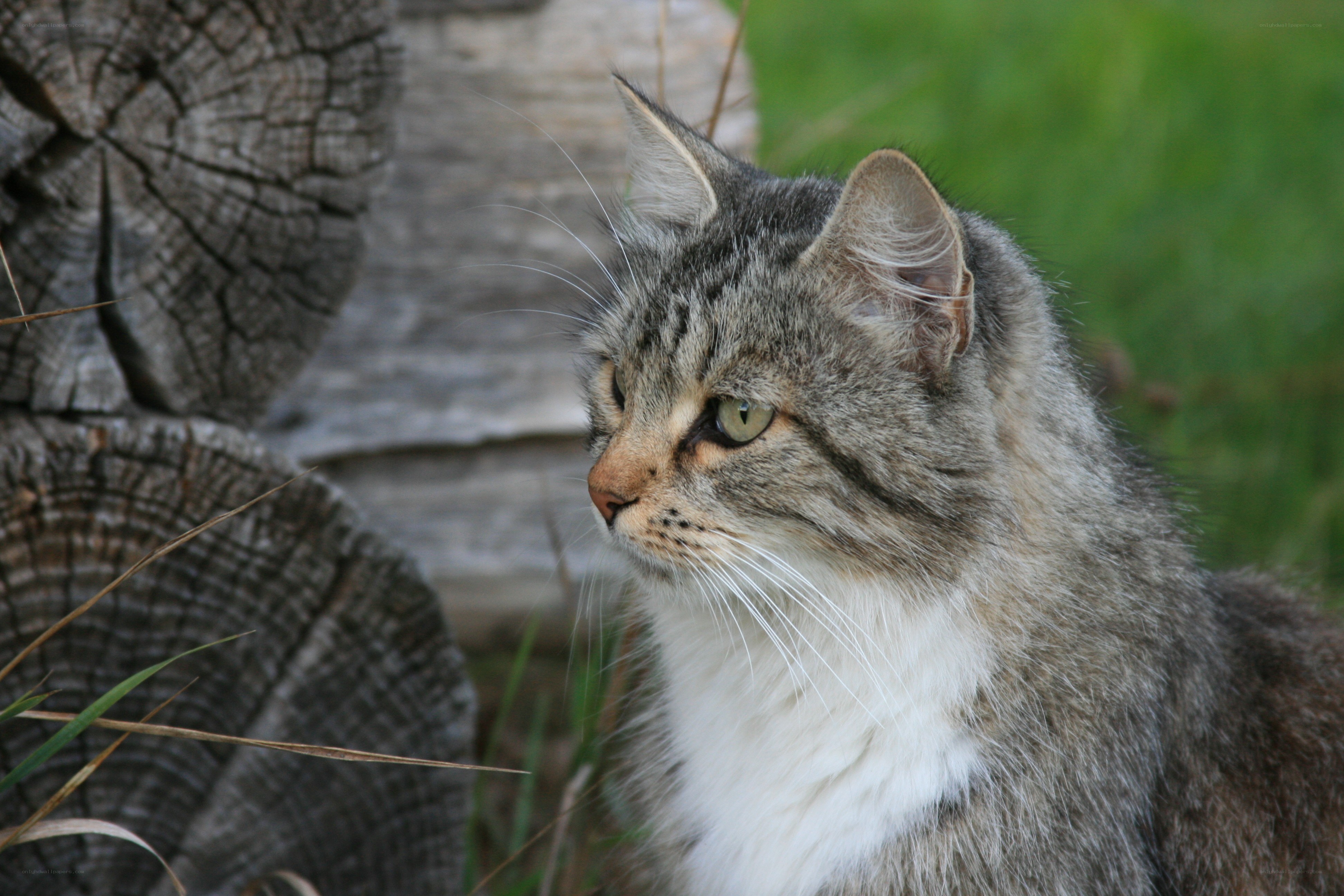 tabby cat in garden