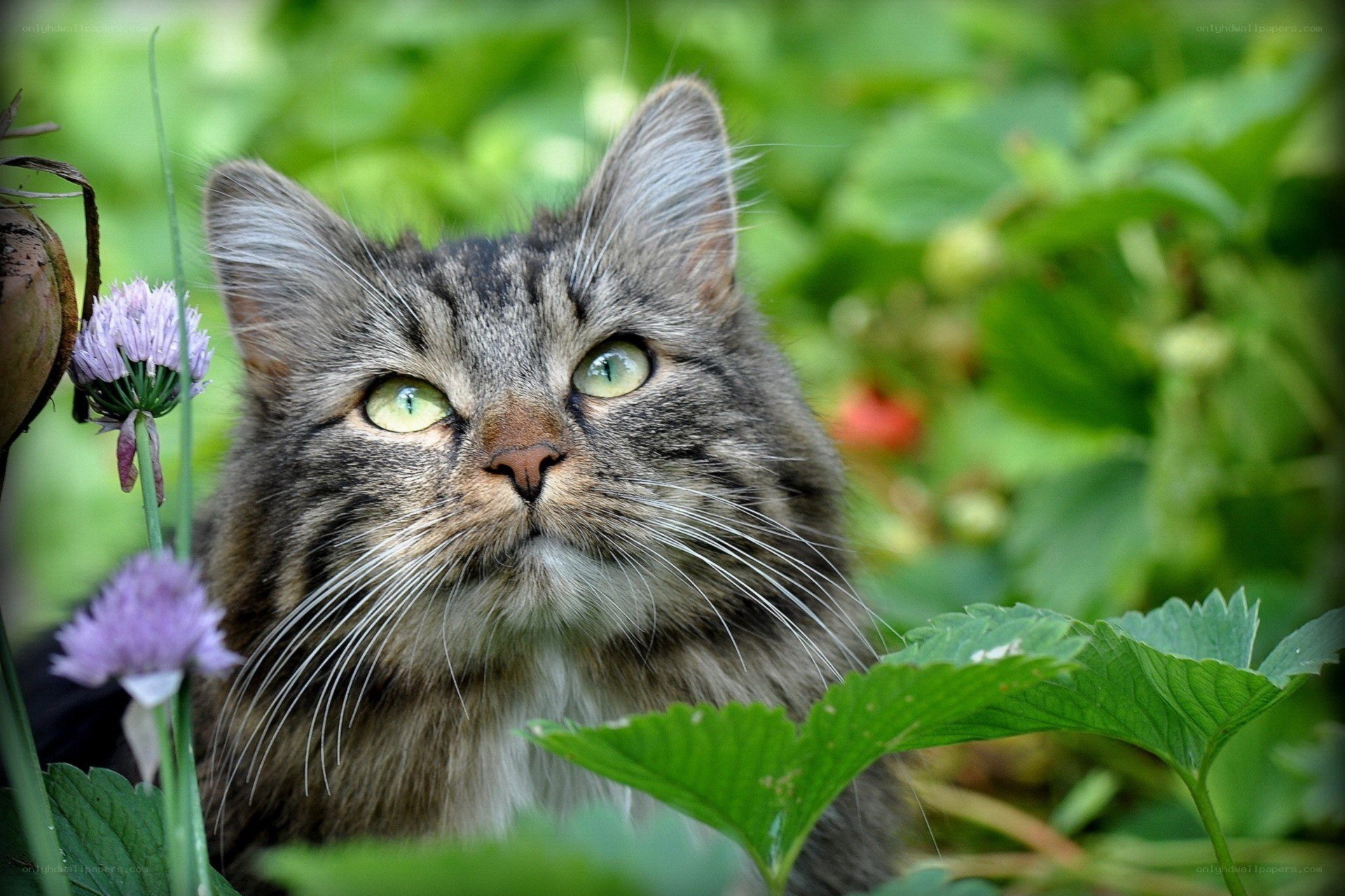 tabby cat in garden