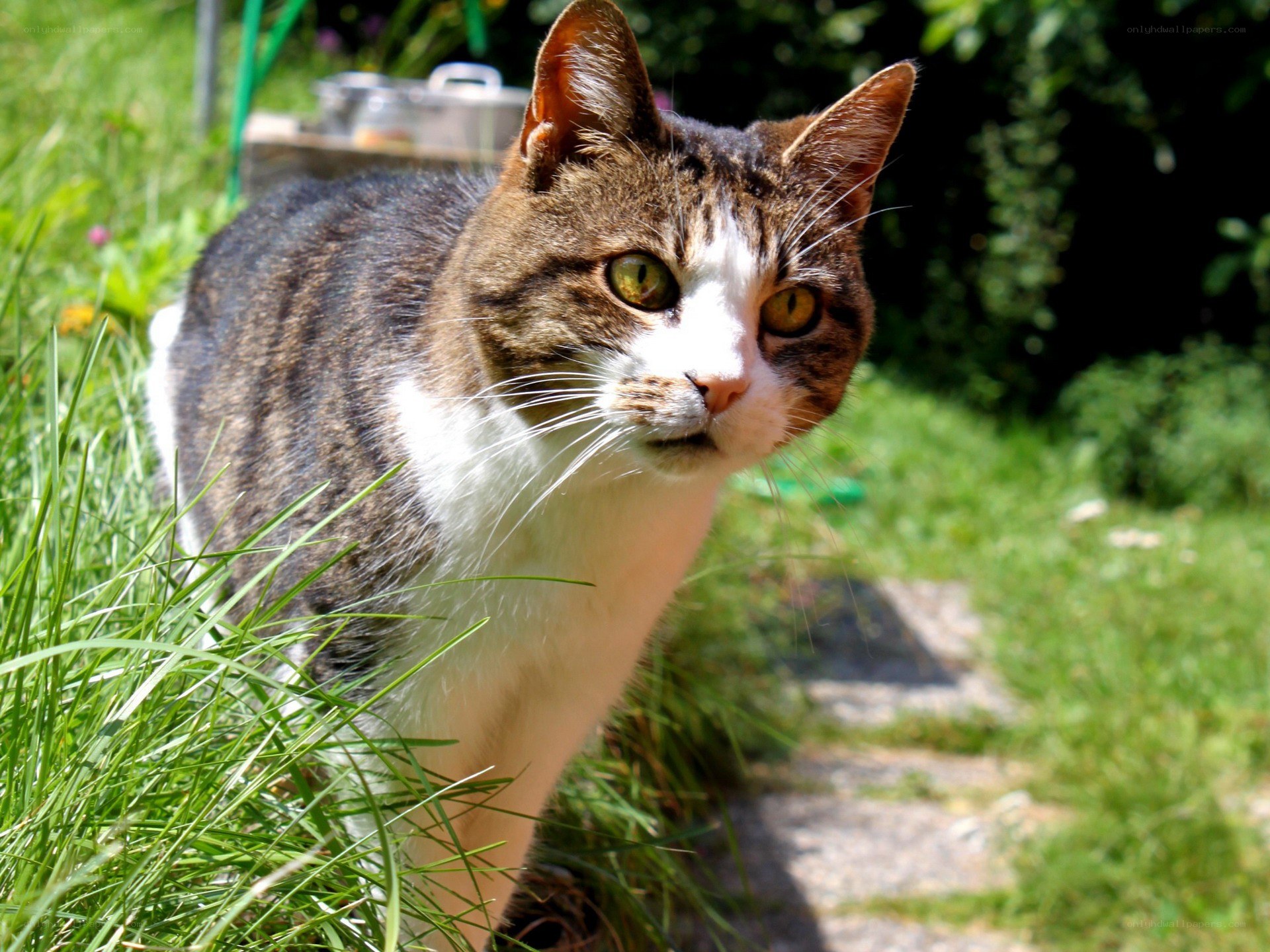 tabby cat in garden