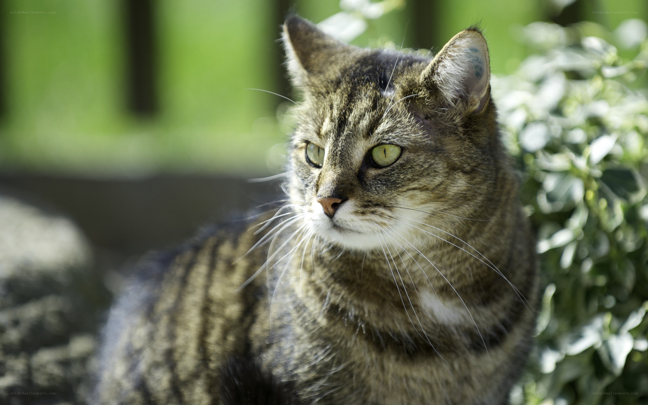 tabby cat in garden