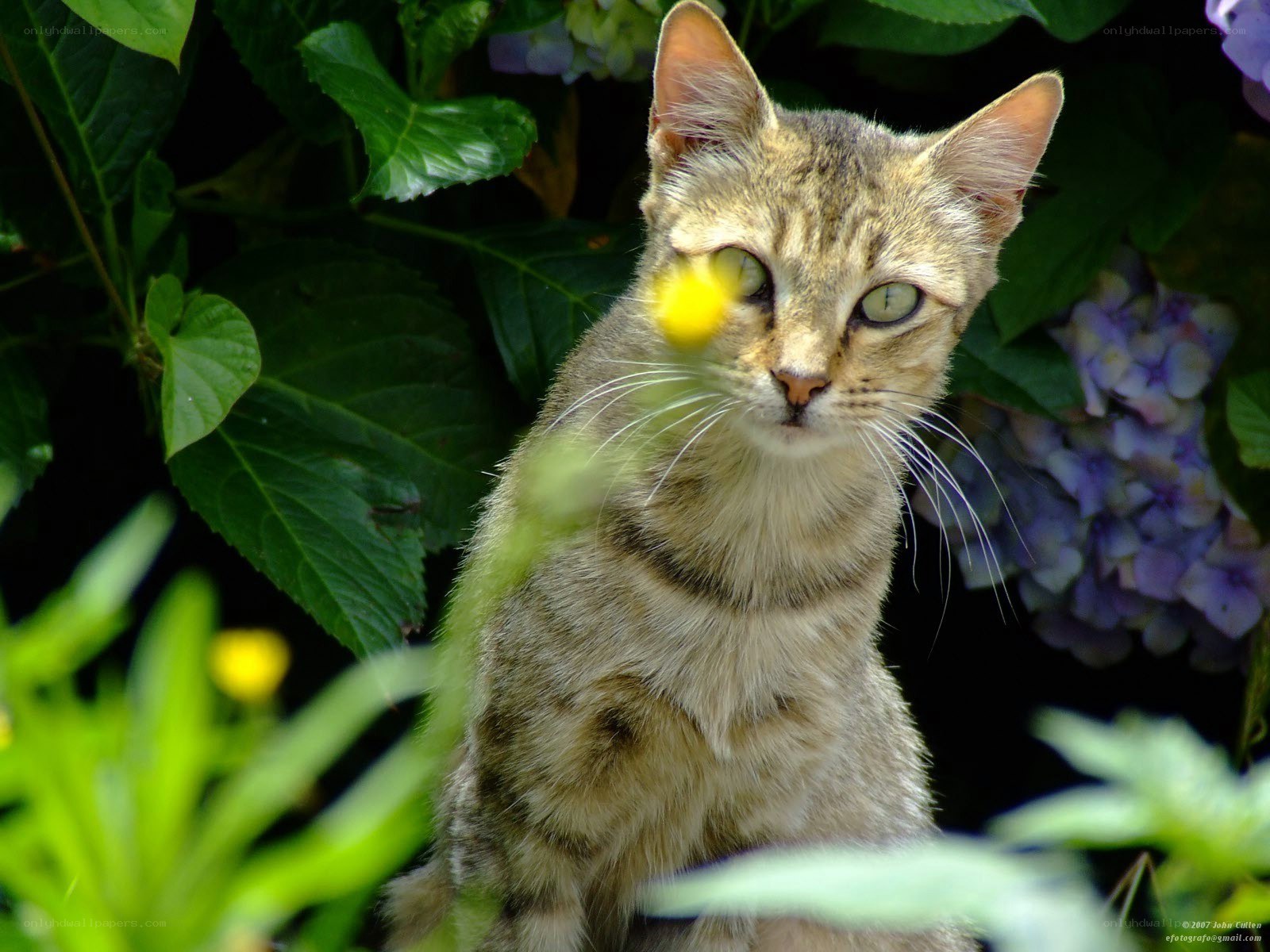 Tabby cat in garden